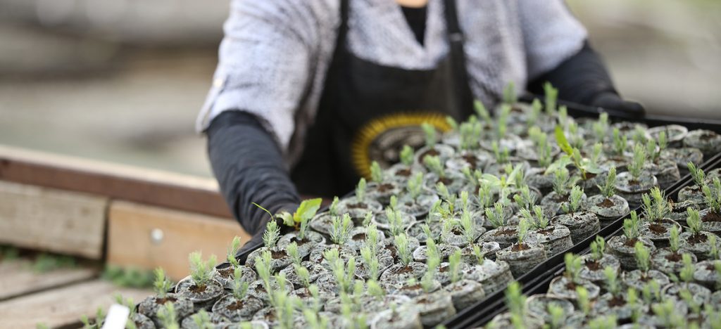 Person pulling out a tray of seedlings