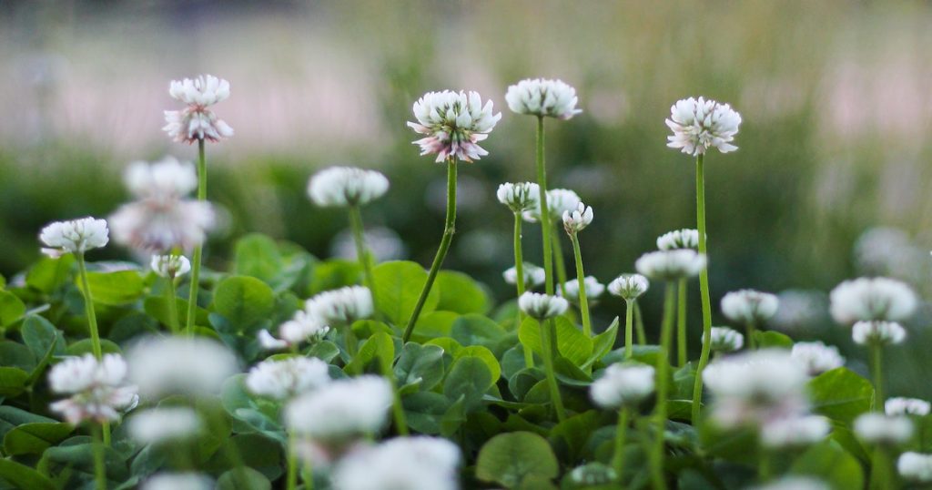 Micro White Clover