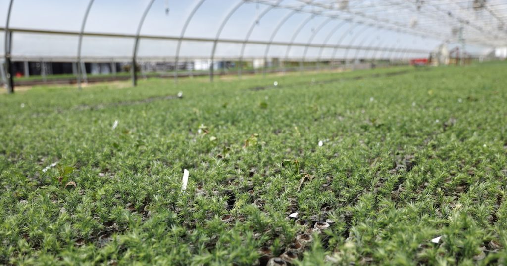 Seedlings in Greenhouse