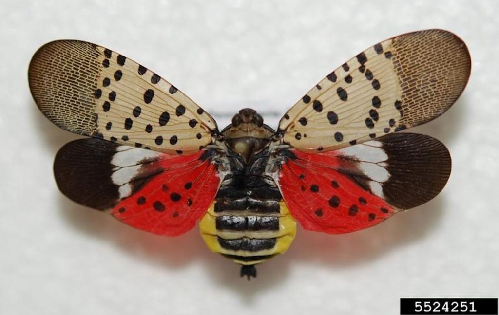 Adult Spotted Lanternfly